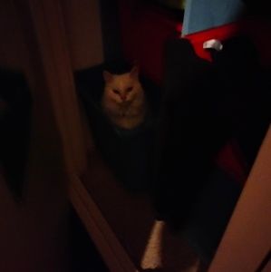 Meet your Posher, Lee